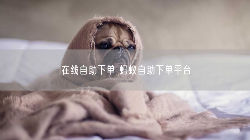 在线自助下单 蚂蚁自助下单平台