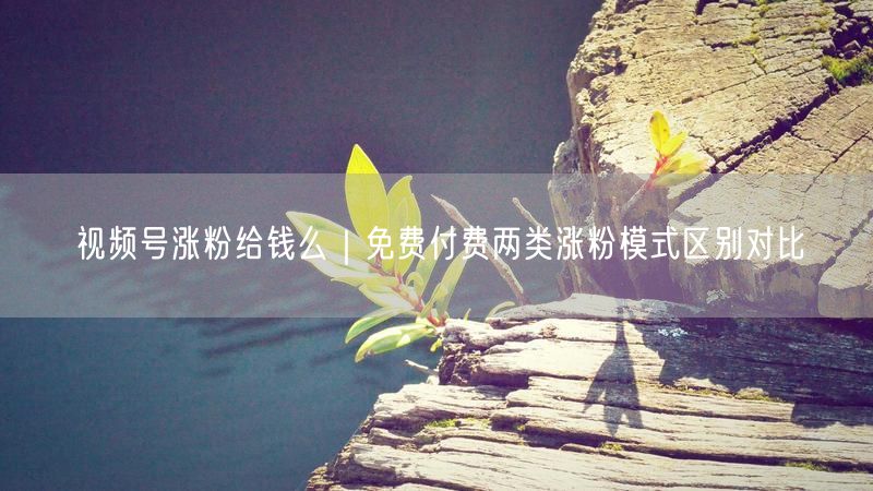 视频号涨粉攻略：免费与付费模式区别及策略