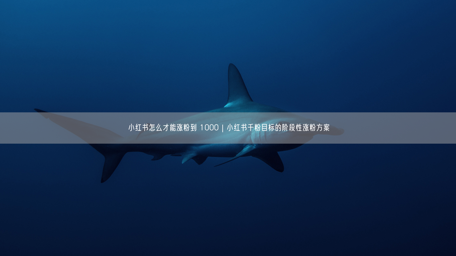 小红书怎么才能涨粉到 1000｜小红书千粉目标的阶段性涨粉方案
