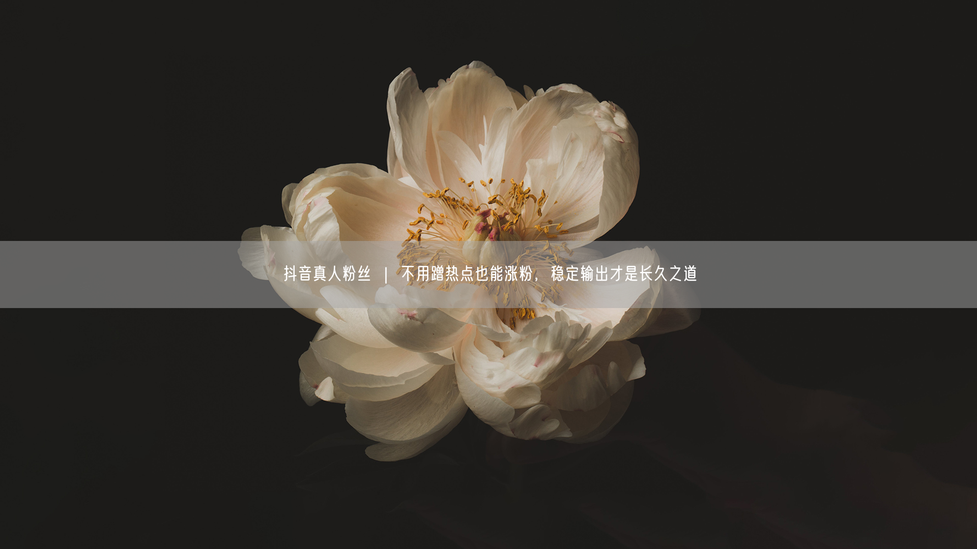 抖音真人粉丝 ｜ 不用蹭热点也能涨粉，稳定输出才是长久之道