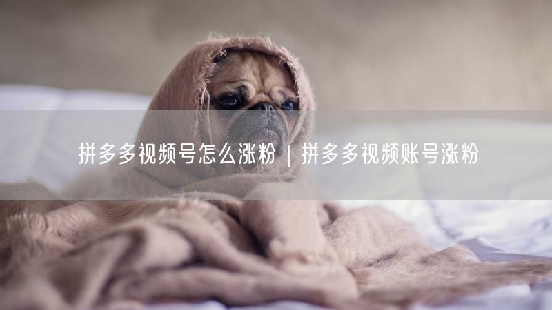 拼多多视频号怎么涨粉｜拼多多视频账号涨粉